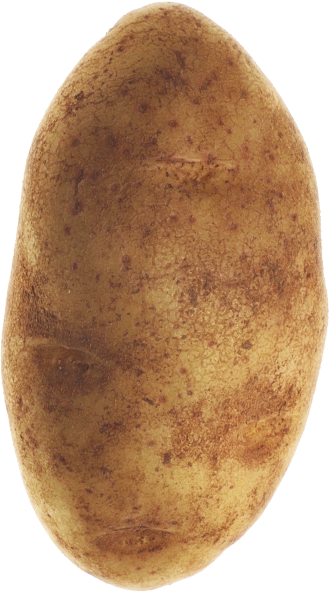 potato, farming #18173