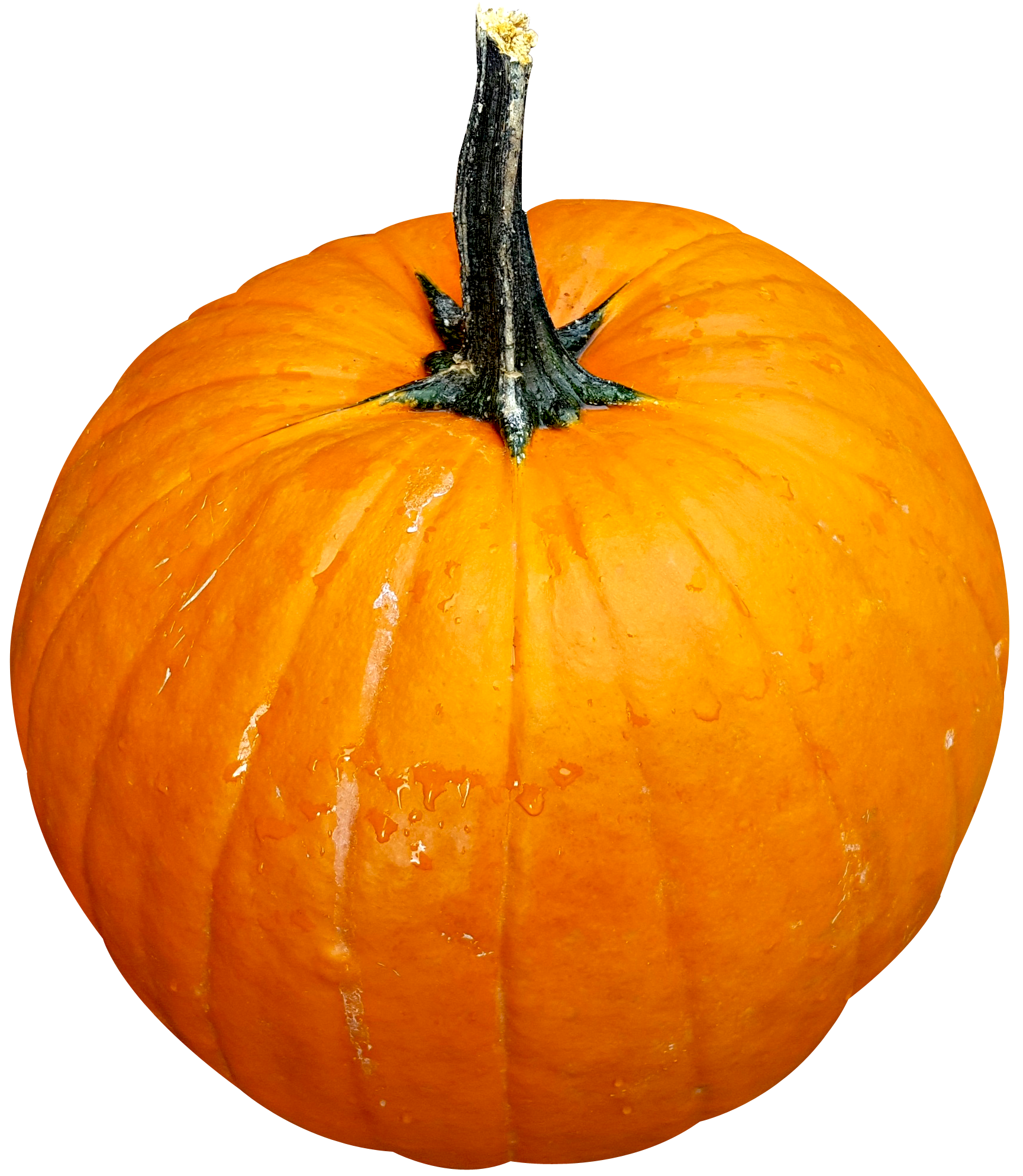 pumpkin png image pngpix #17454