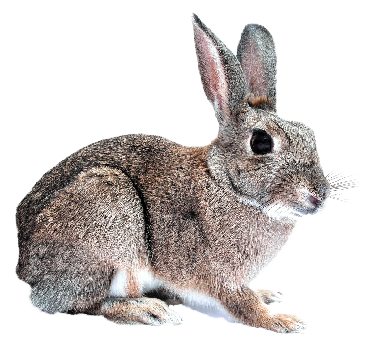 bunny rabbit png transparent image pngpix #16917