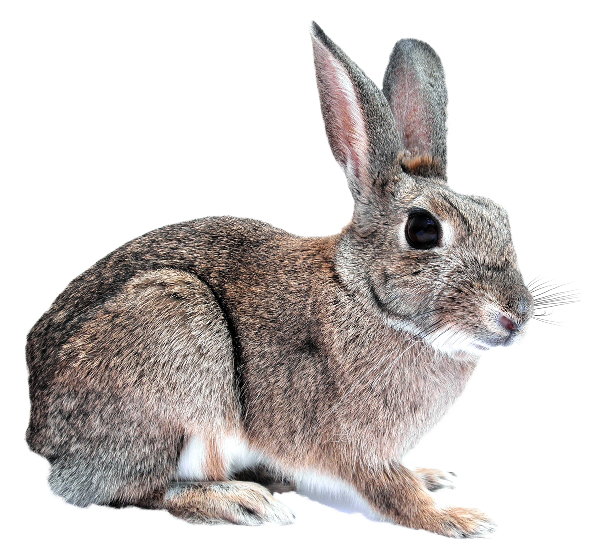 Rabbit PNG Clipart, Black, White And Brown Transparent Rabbits Images ...