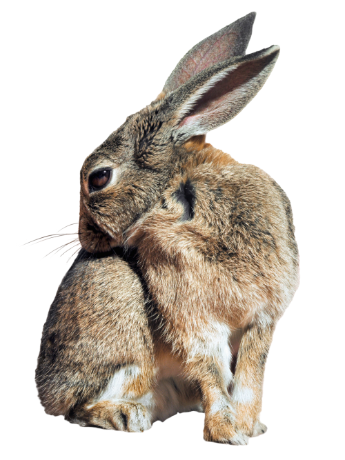 bunny rabbit png transparent image pngpix #16939