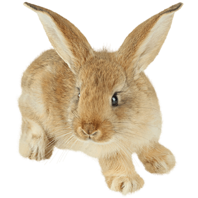 cute little brown rabbit transparent png stickpng 16931