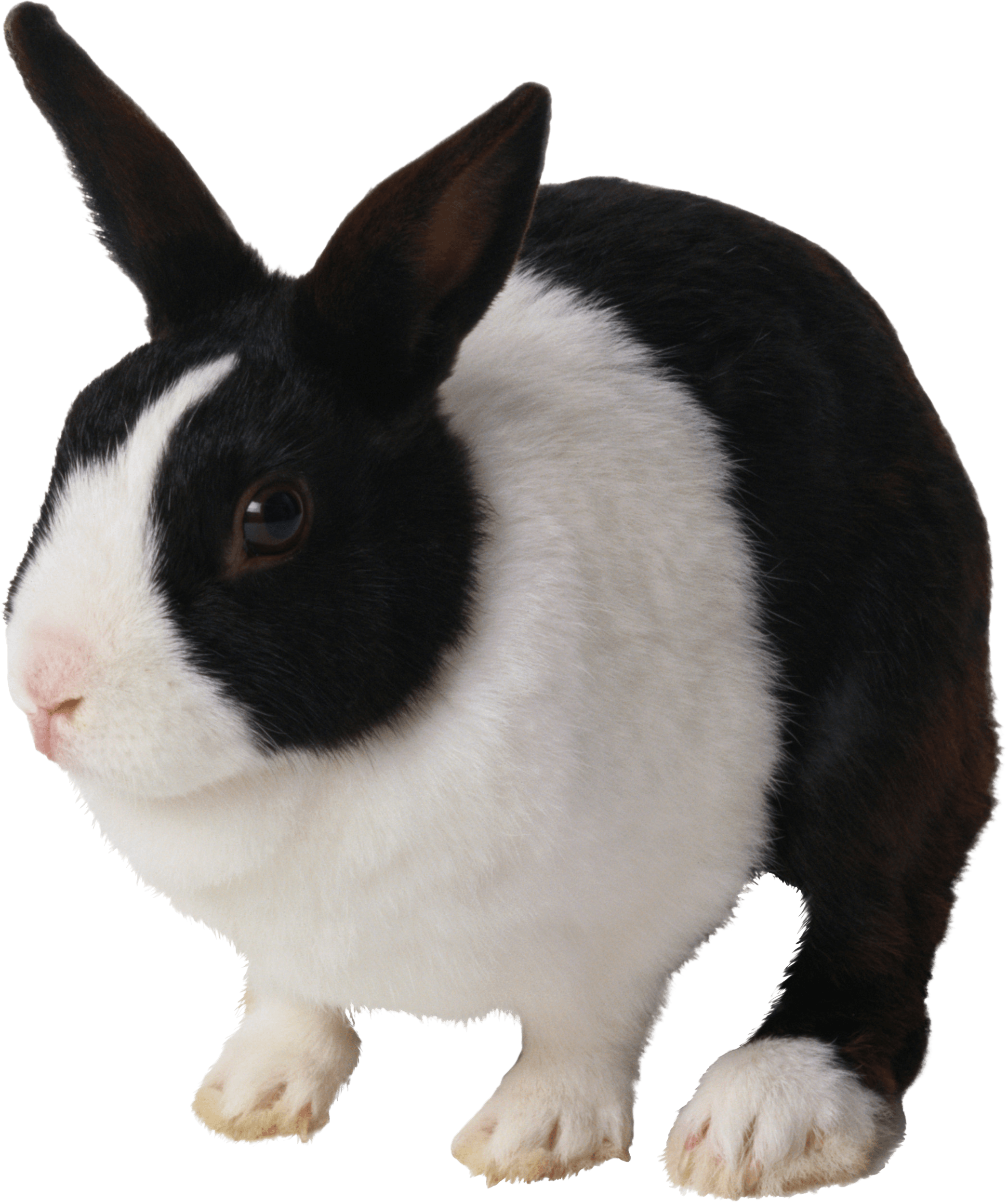 download rabbit png image png image pngimg 16953