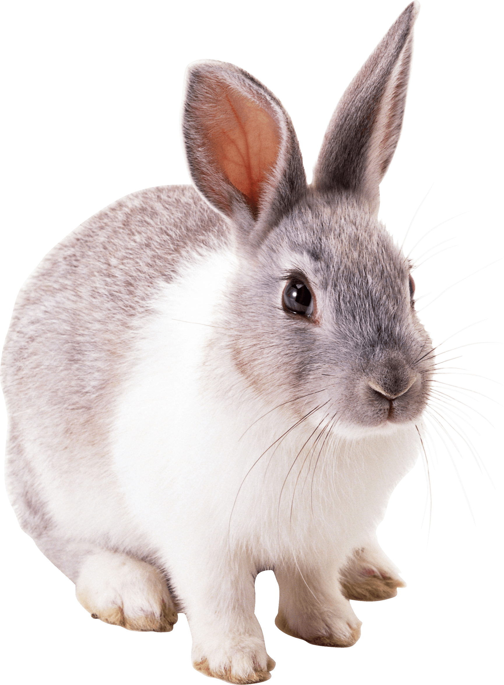 download rabbit png image png image pngimg #16964