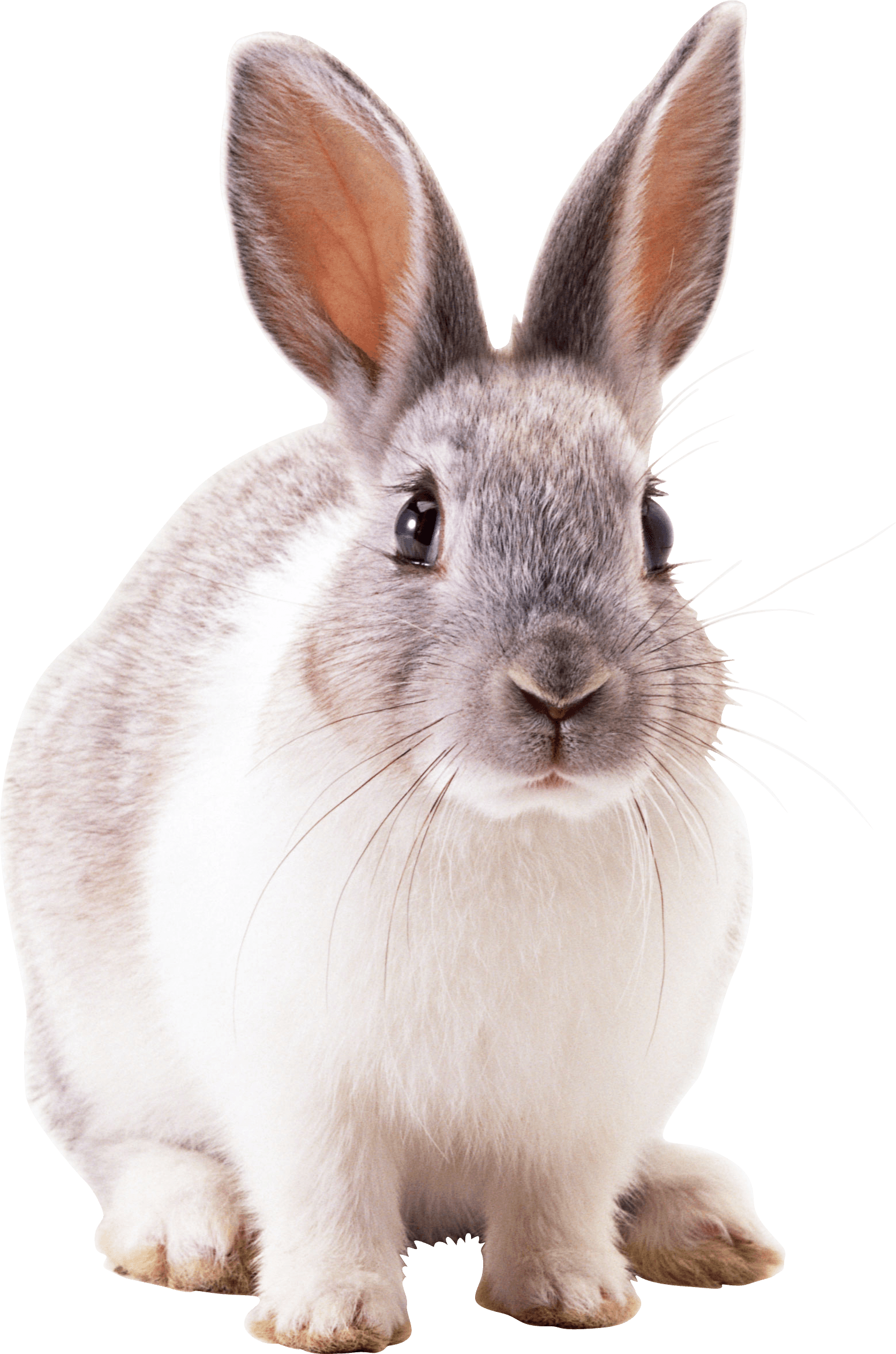 download rabbit png image png image pngimg #16970