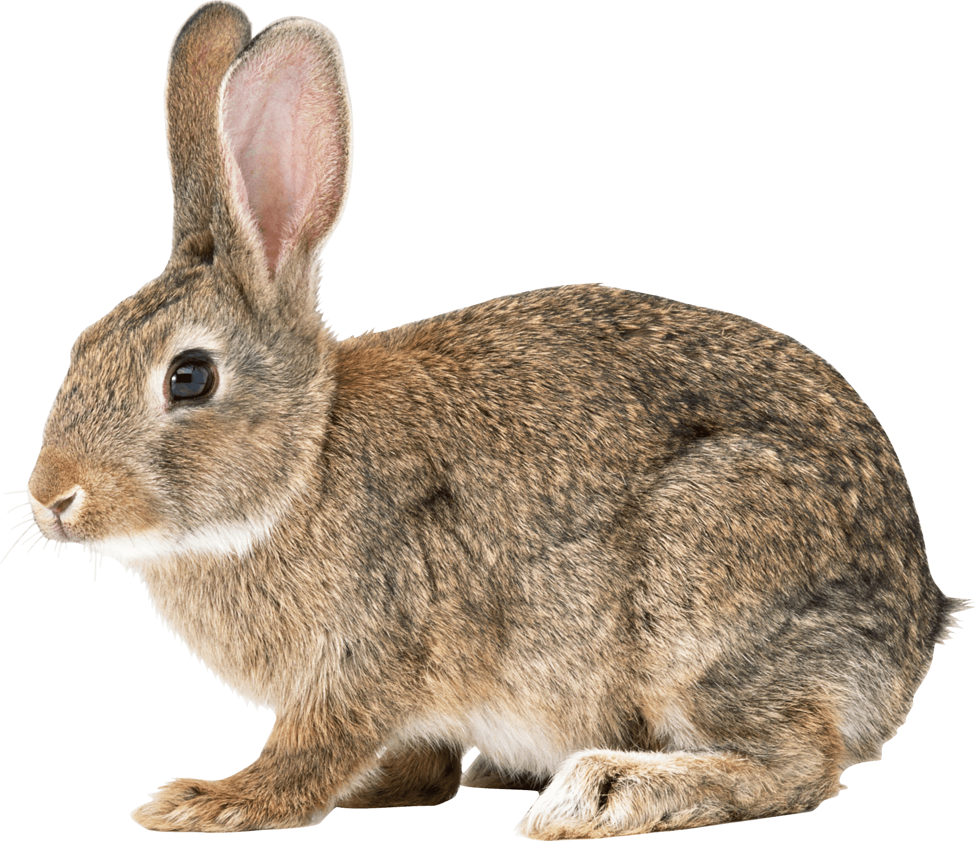 download rabbit png image png image pngimg #16904