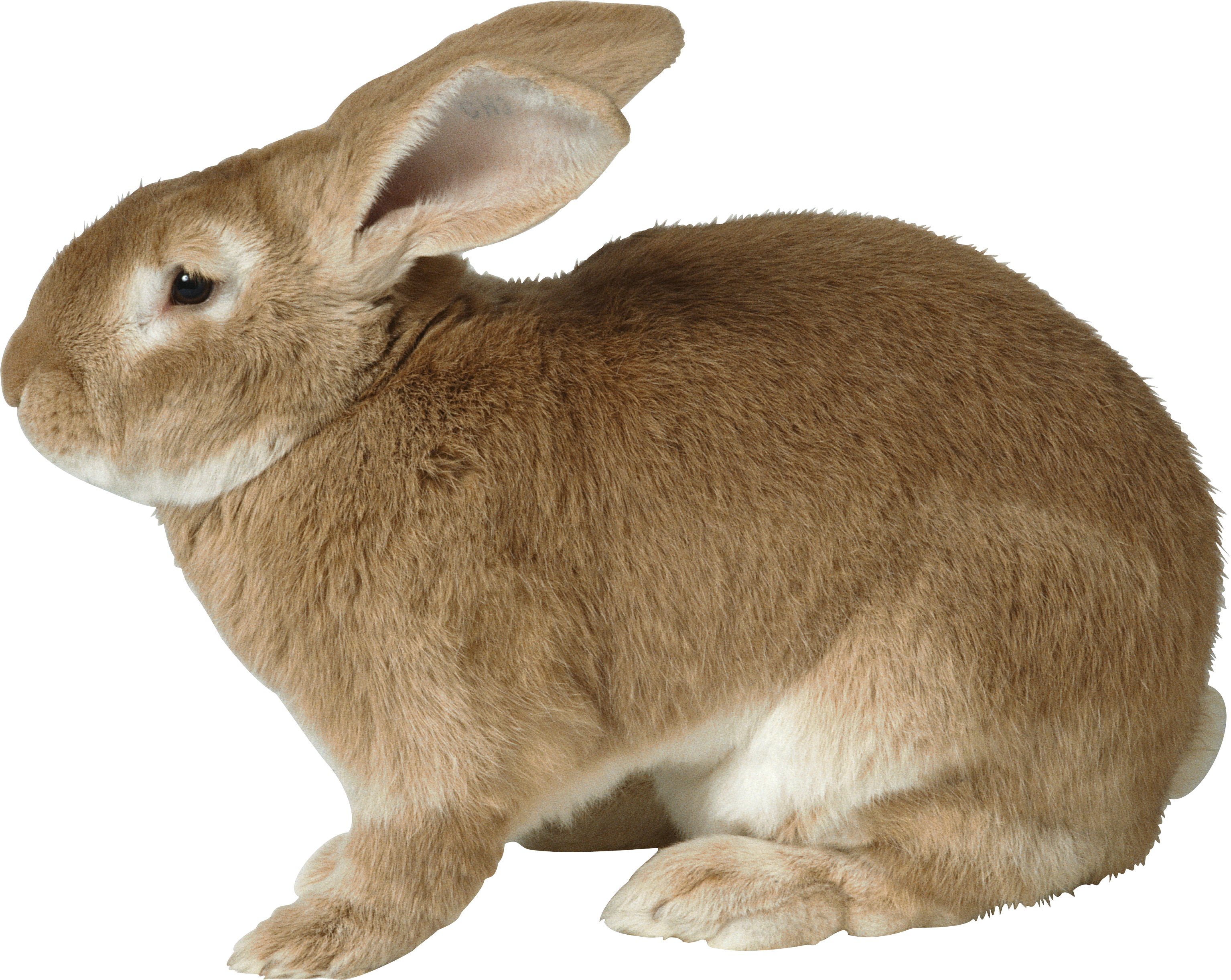 pin corndogart animals rabbit png rabbit rabbit #16950