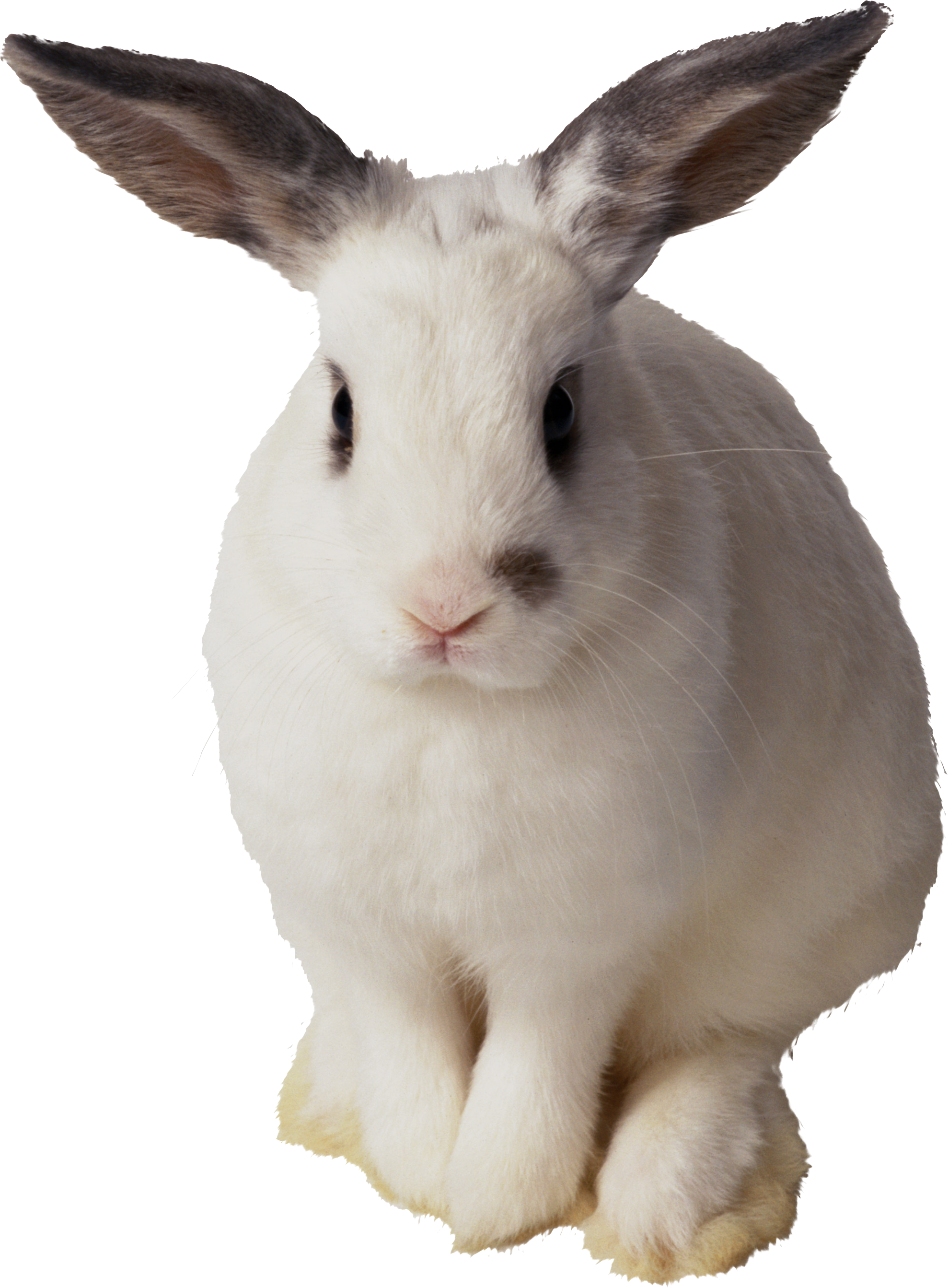 pin nanetta banion photos tips rabbit png rabbit #16946
