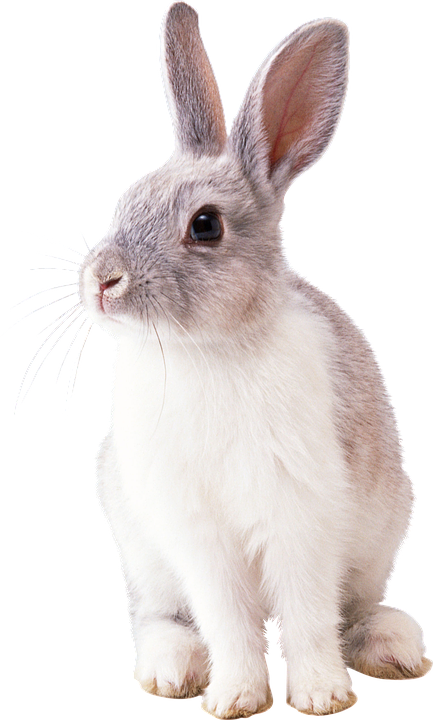 rabbit animal nature photo pixabay 16903