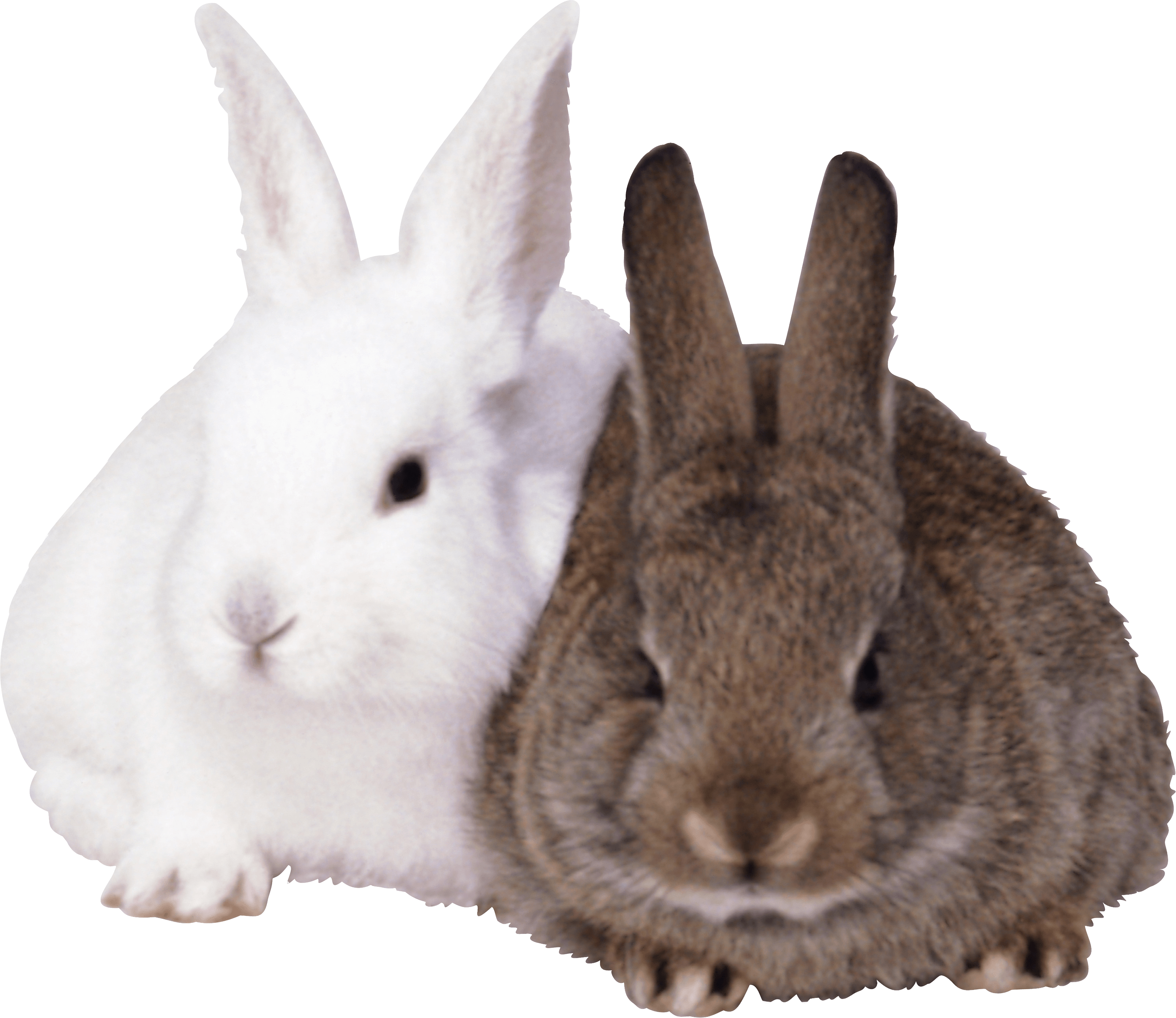 rabbit, download rabbits png image png image pngimg #16959