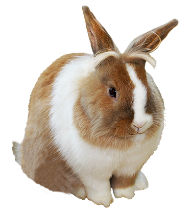 rabbit, funny easter bunny clipart #16913