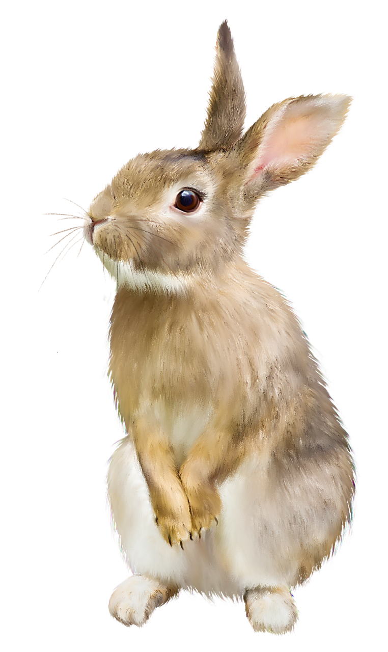 rabbit, pin ann caitilin mccarthy celebrate easter spring #16963