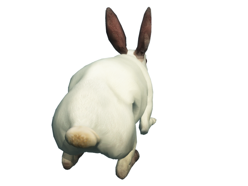 rabbit png 16945