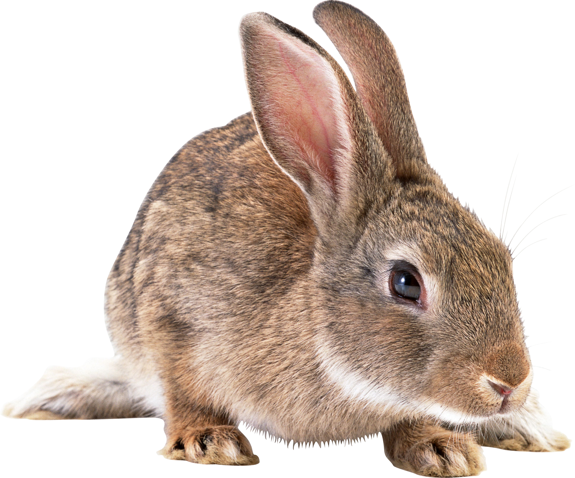 rabbit png images png rabbit pictures download #16921