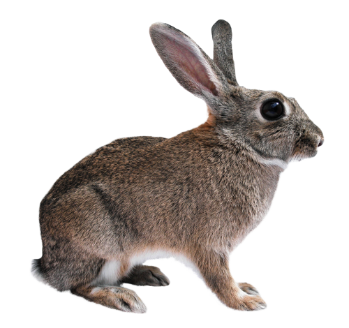 rabbit png transparent image pngpix #16942