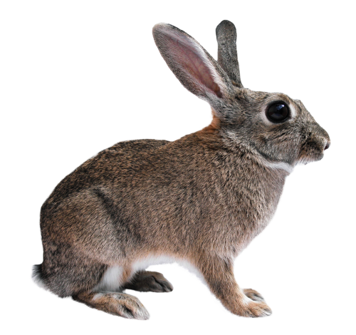 Rabbit PNG Clipart, Black, White And Brown Transparent Rabbits Images ...