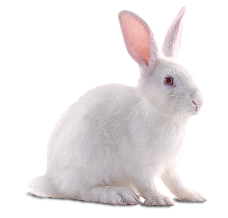 Rabbit PNG Clipart, Black, White And Brown Transparent Rabbits Images