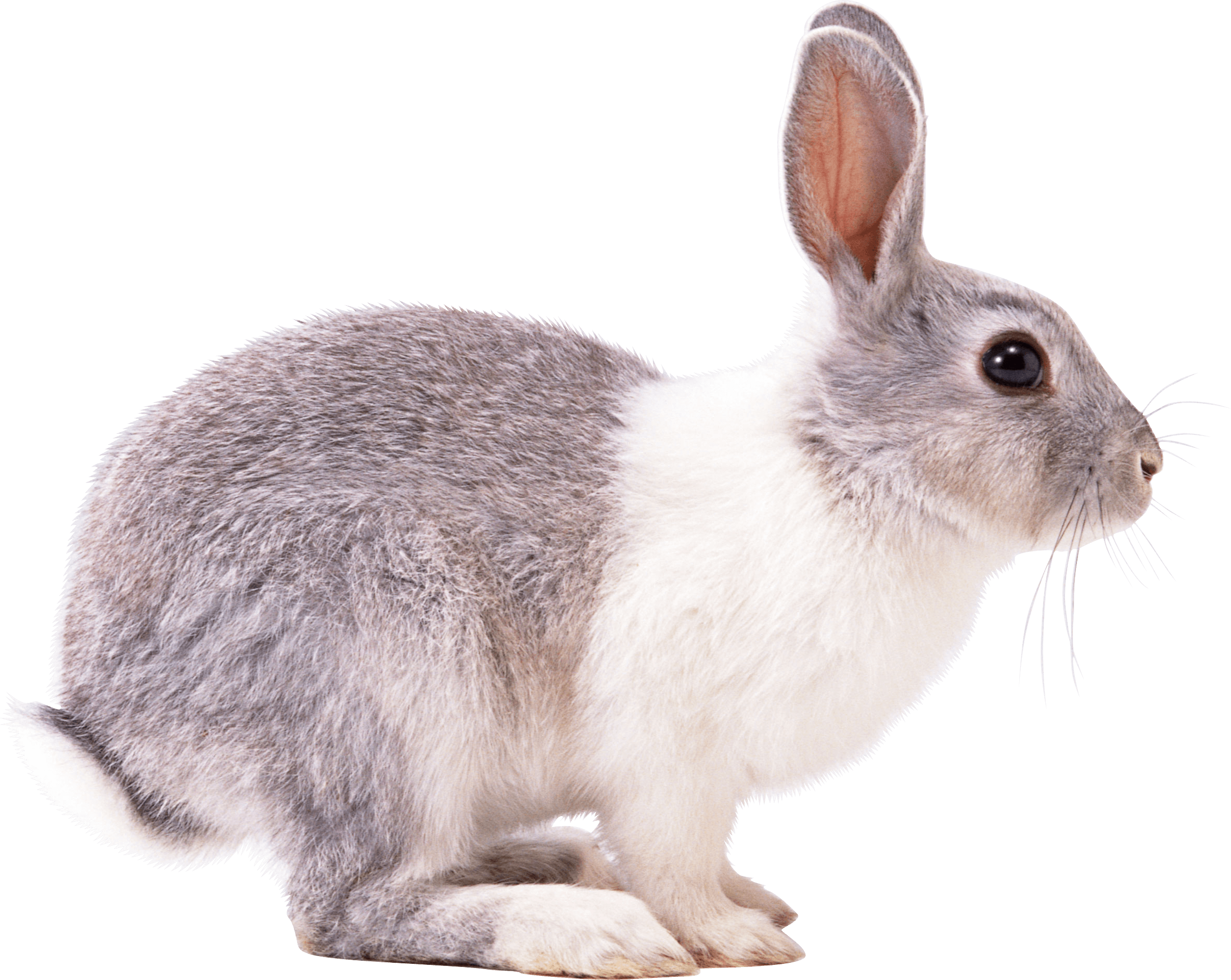 Rabbit PNG Clipart, Black, White And Brown Transparent Rabbits Images ...