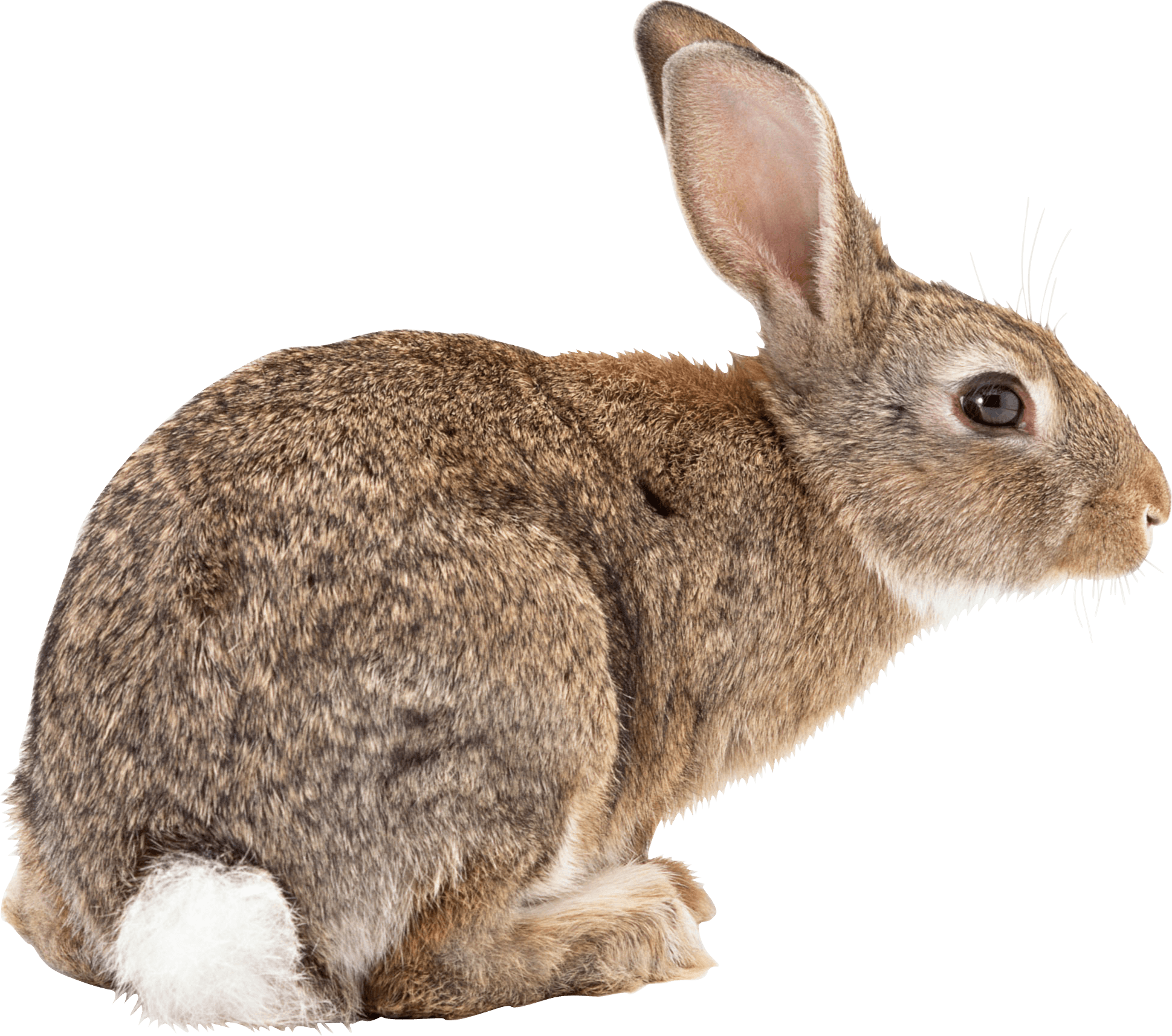 rabbit transparent png pictures icons and png #16920