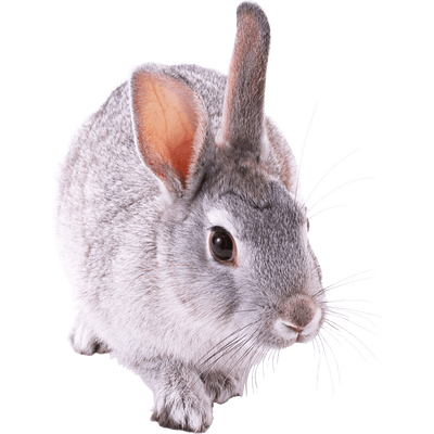 small cute rabbit transparent png stickpng #16965