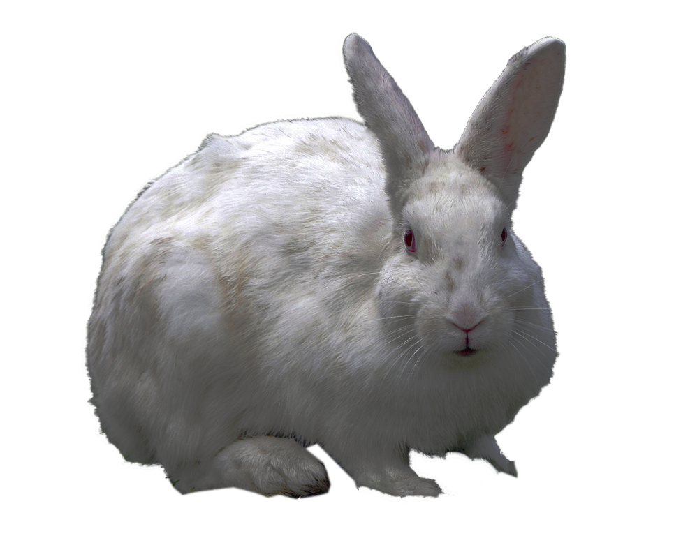 white rabbit png virgolinedancer deviantart 16941