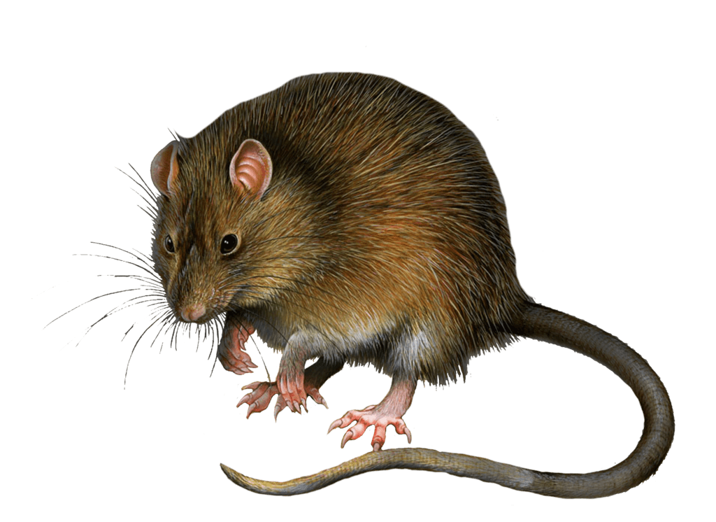 download mouse rat png image png image pngimg #21581