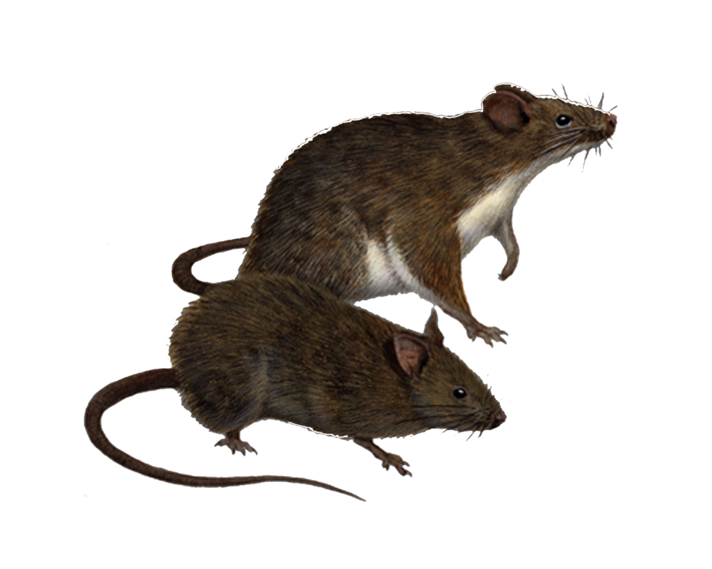 download rat png clipart png image pngimg #21545