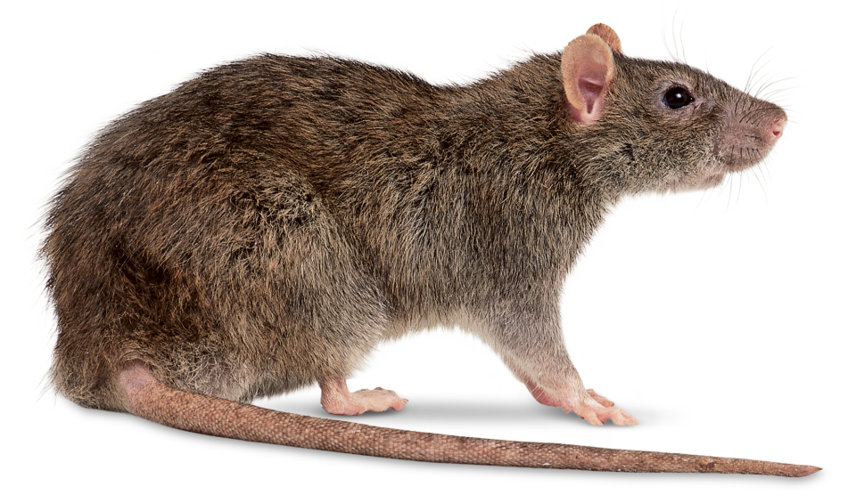 Rat Logo Newnew - Roblox Logo Id List Transparent PNG - 800x800 - Free  Download on NicePNG