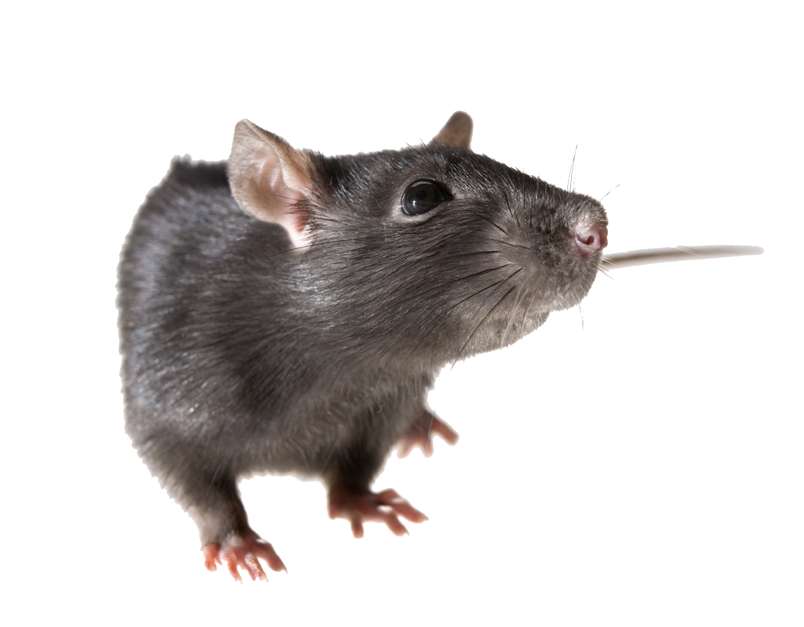 download rat png image pngimg #21540