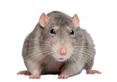 Rat Logo Newnew - Roblox Logo Id List Transparent PNG - 800x800 - Free  Download on NicePNG