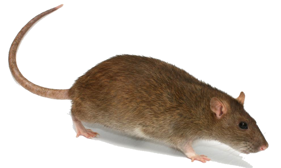 download rat transparent image png image #21536