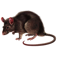 Rat