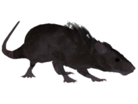 image oblivion rat the elder scrolls wiki #21577