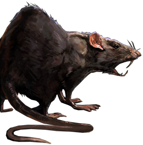 Rat PNG Animal Mouse, Mice, White Rat, Dead Rat Clipart Images