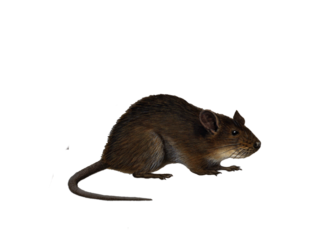 png rat moonglowlilly deviantart #21550