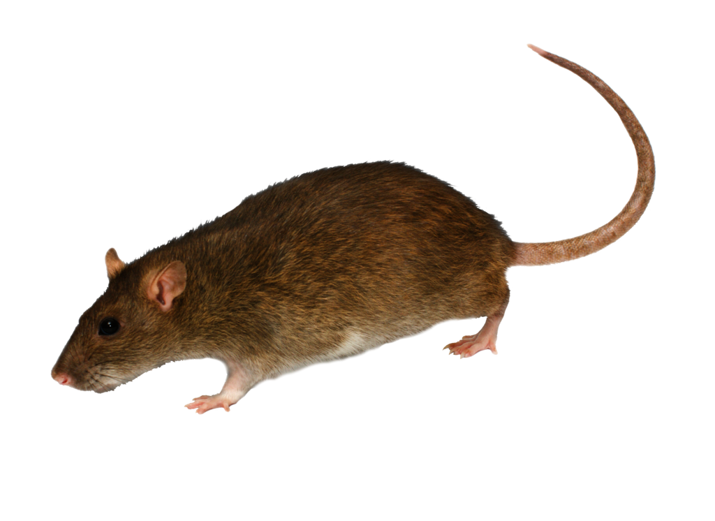 png rat moonglowlilly deviantart #21538