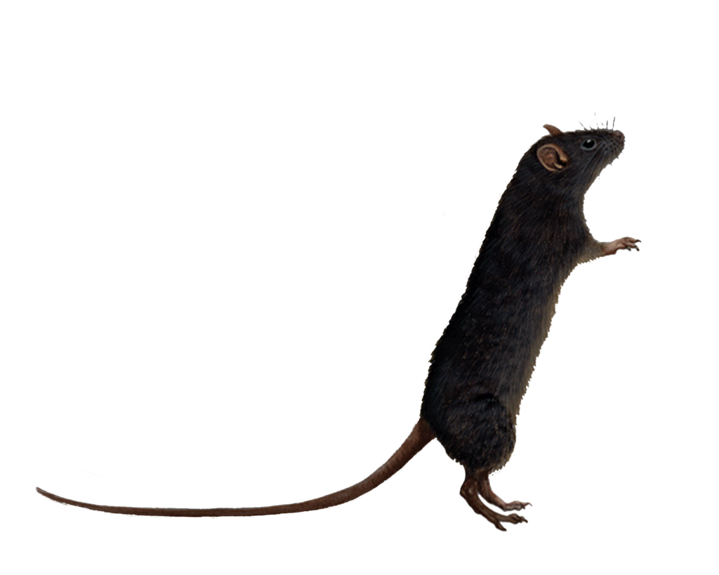 Rat PNG Animal Mouse, Mice, White Rat, Dead Rat Clipart Images - Free  Transparent PNG Logos