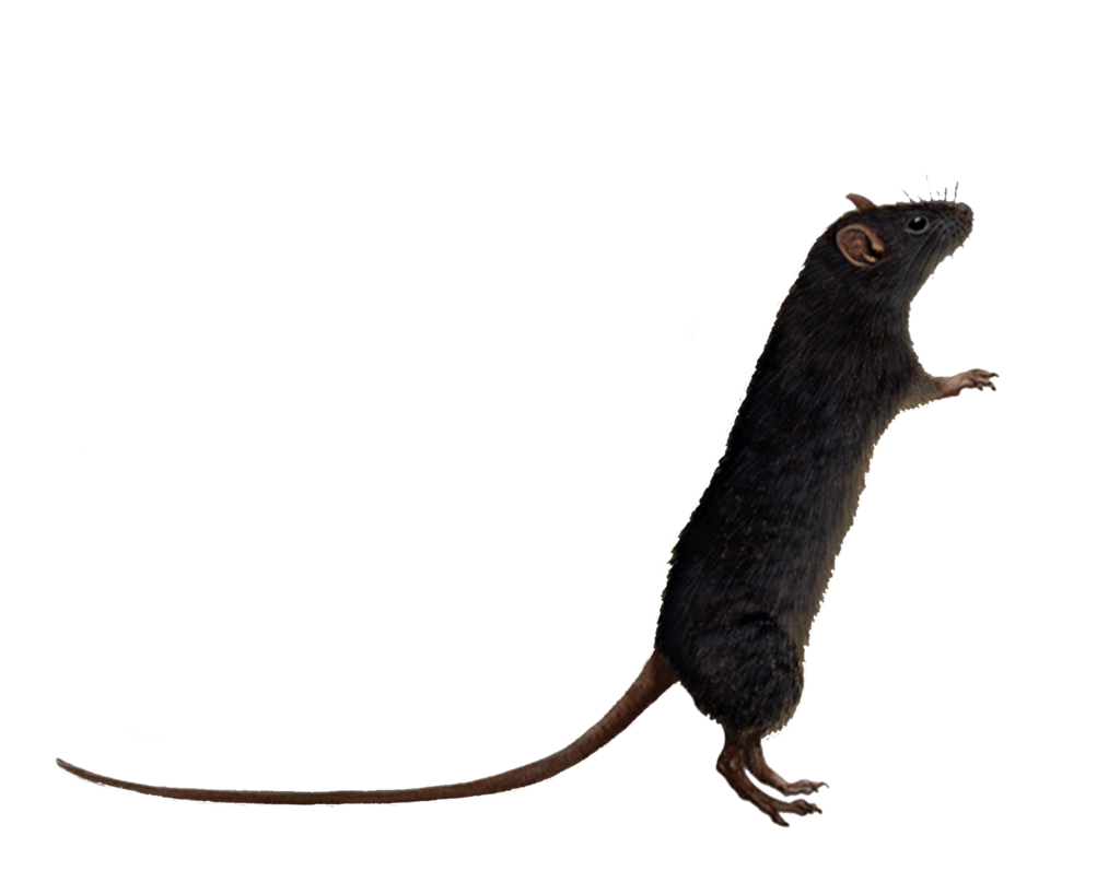 png rat moonglowlilly deviantart #21582