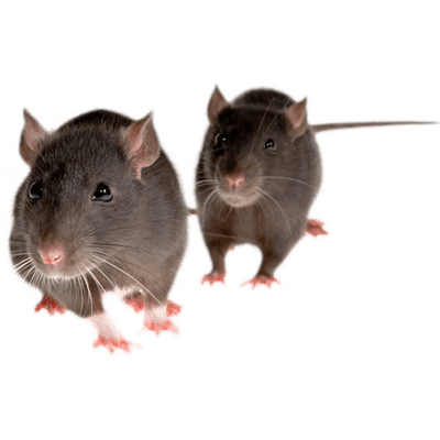 rat left transparent png stickpng #21556