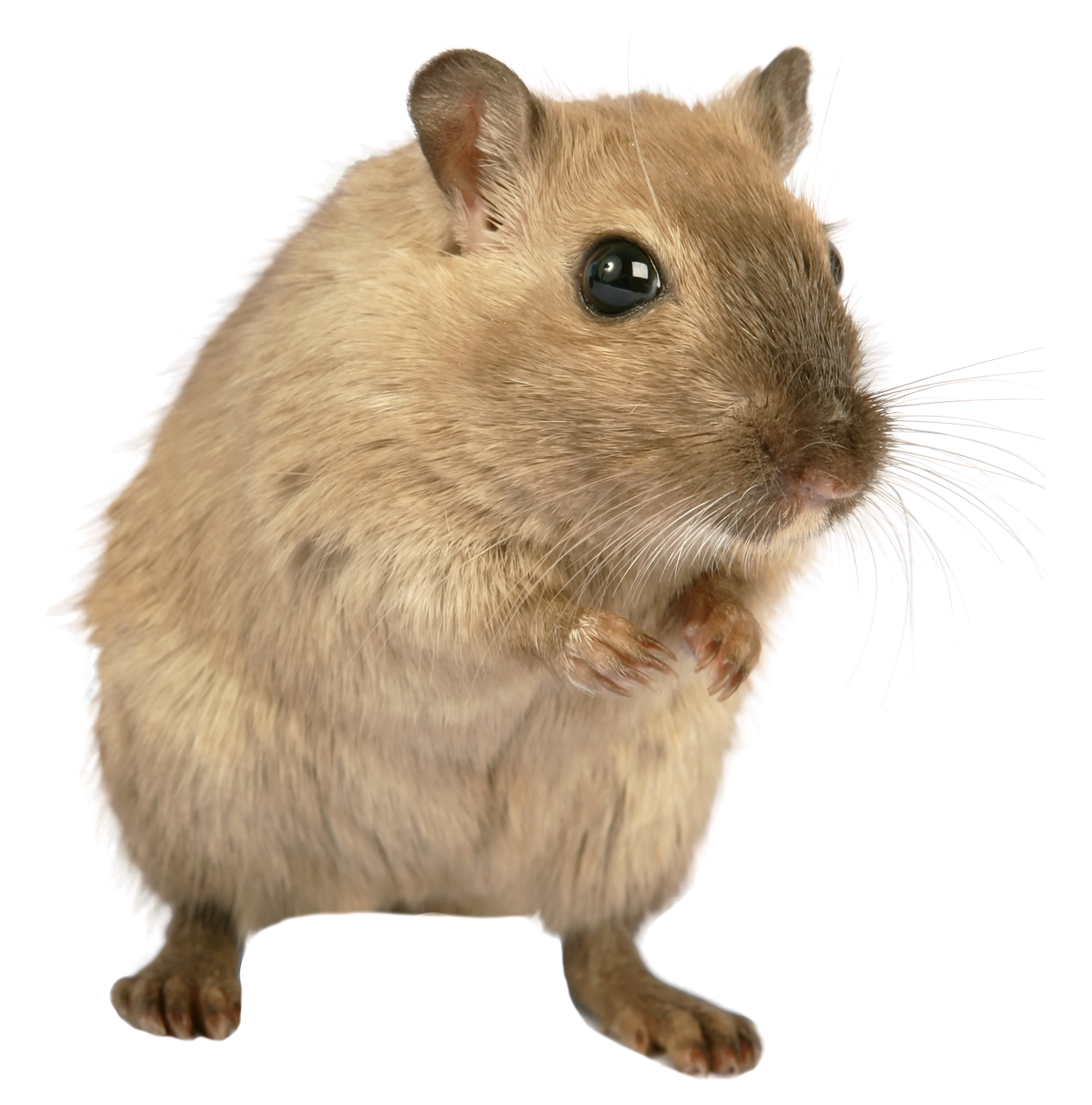 rat mouse png transparent image pngpix #21561