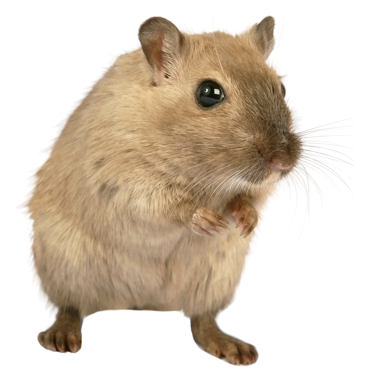 Rat PNG Animal Mouse, Mice, White Rat, Dead Rat Clipart Images