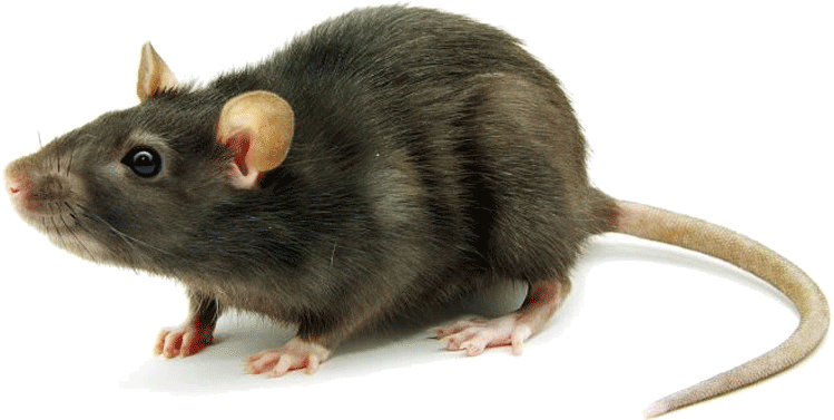 rat mouse png transparent rat mouse images pluspng #21571