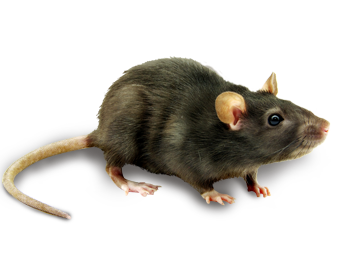 rat mouse png transparent rat mouse images pluspng #21578