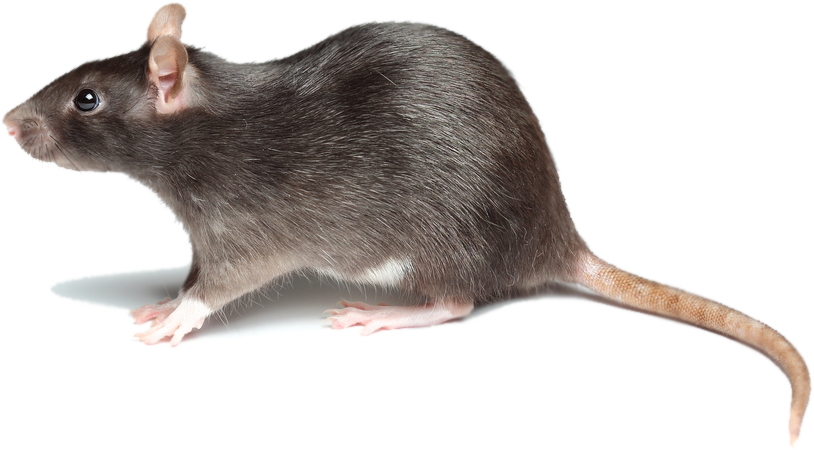 Rat Logo Newnew - Roblox Logo Id List Transparent PNG - 800x800 - Free  Download on NicePNG