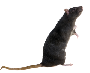 rat, rats archives pro pacific pest control #21567