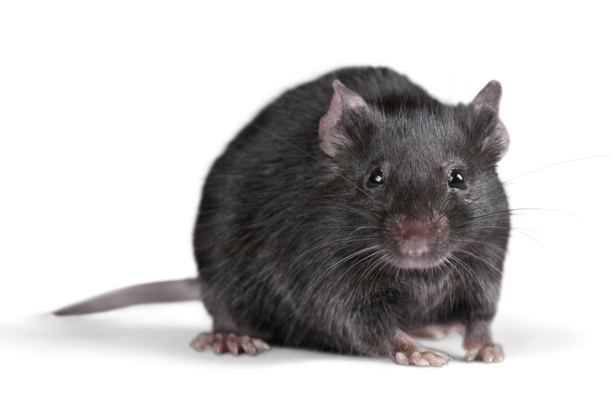 rat, rats london about rats and how deal with them #21544
