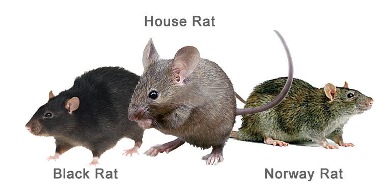 rat, rats ridpest #21569