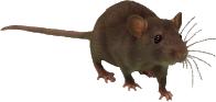 rat, tux paint stamp browser animals #21579
