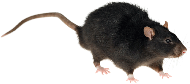 what the difference between rat and mouse rentokil #21547