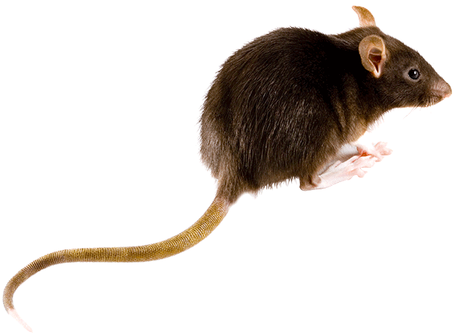 what the difference between rat and mouse rentokil #21555